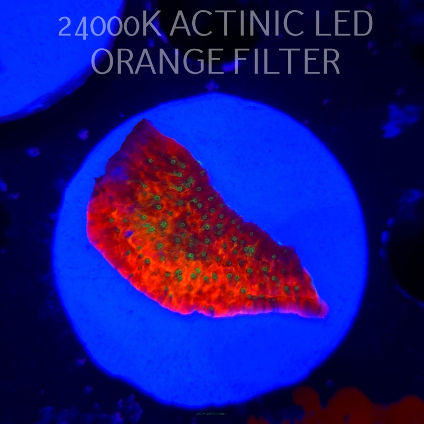 Montipora JASON FOX PHOENIX EVOLUTION (07.12.2025)  4cm