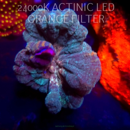 Pectinia alcicornis TYE DYE (04.03.2026)  8cm