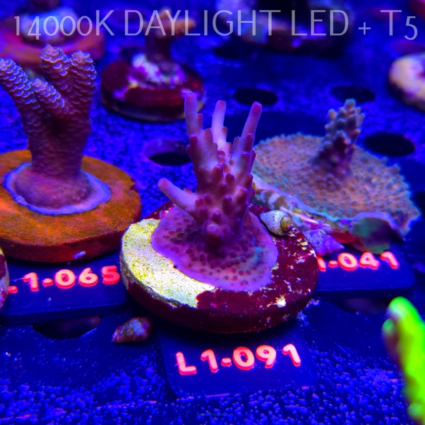 Acropora JMC PINK DREAM (11.10.2025) L1-091  5cm