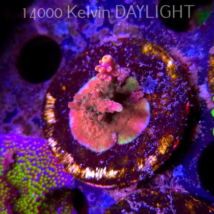 Acropora sp. AUSTRALIA (09.05.2025) MM1-I-29  3cm