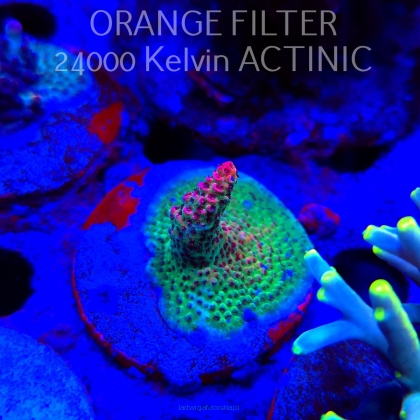 Anacropora GREEN PLANET (24.05.2025) L2-II-10  4cm