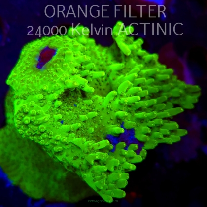 Acropora WWC Castells Banana (08.04.2025) MM6-I-37  9cm