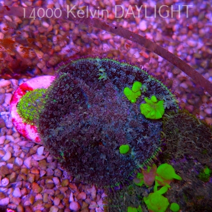 Rhodactis URANIUM Bounce Mushroom (03.06.2025)  7cm