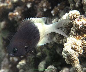 Chromis dimidiatus rozmiar 4-5 cm