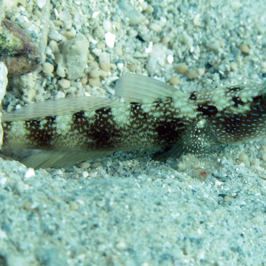 Cryptocentrus fasciatus rozmiar 10-11 cm