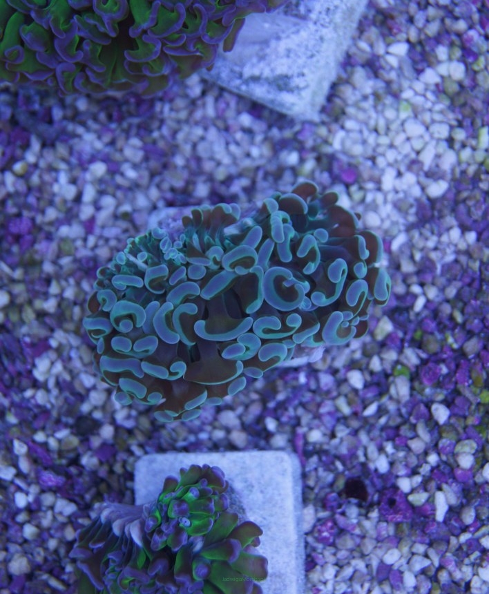 Euphyllia ancora