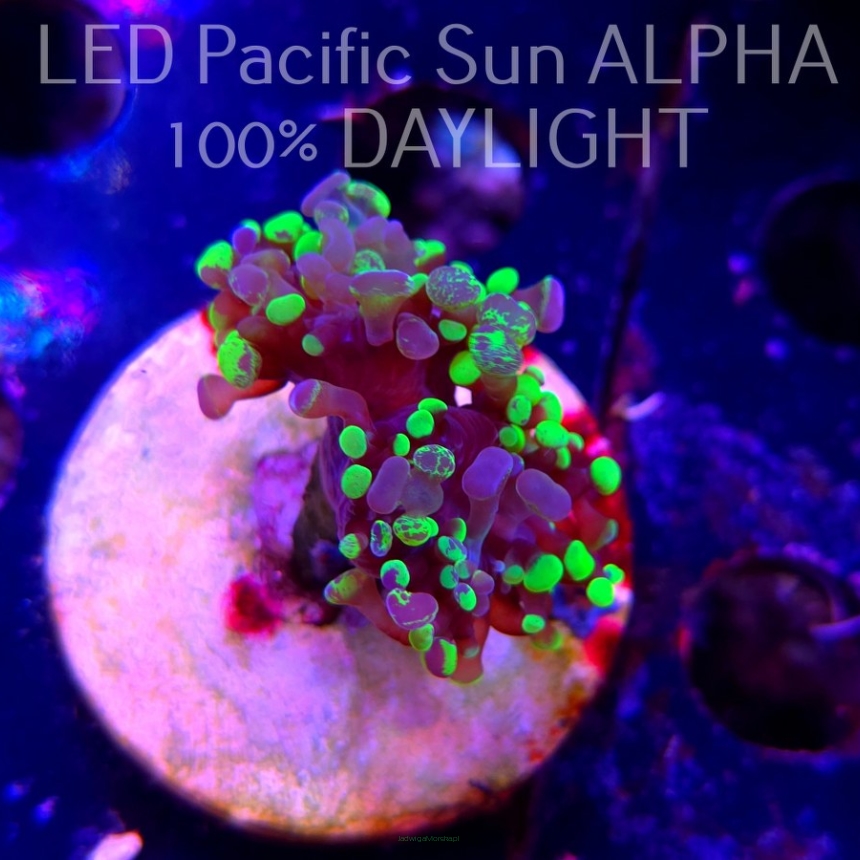 Euphyllia paraancora GREEN HOLOGRAM HAMMER (02.11.2024)