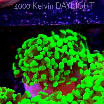 Euphyllia paraancora GREEN HOLOGRAM HAMMER (01.04.2025)