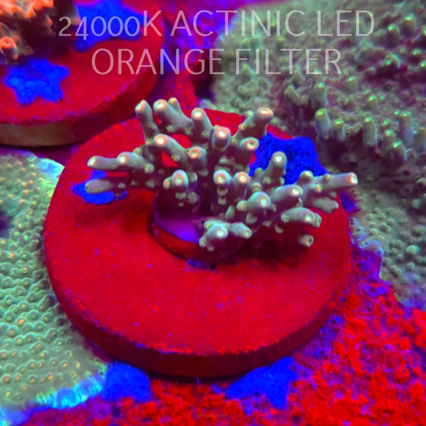 Acropora granulosa ELECTRIC LIME (06.11.2025) MM1-II-22  4cm