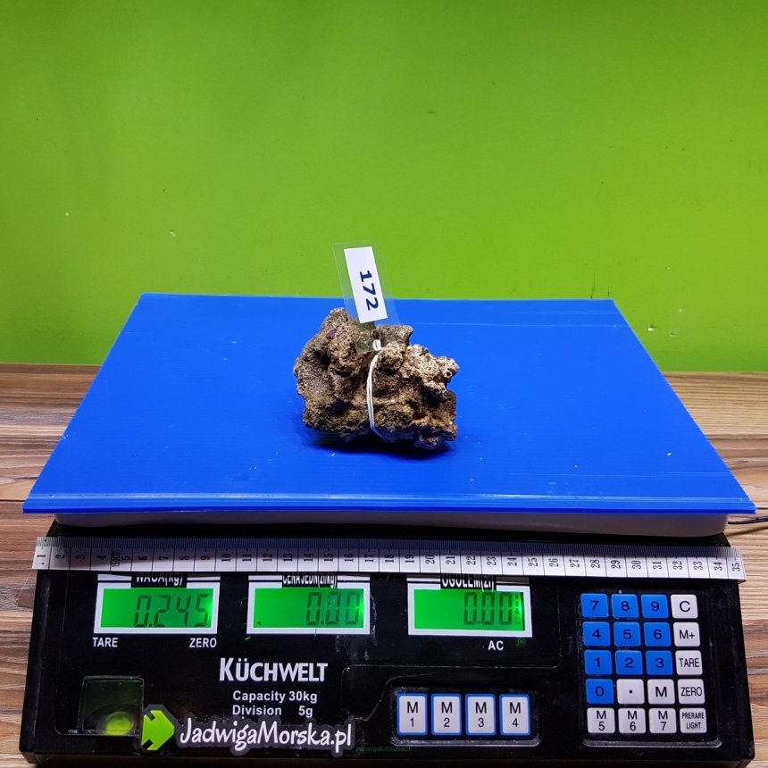 Żywa skała 0.245 kg (65 pln/kg) nr 172