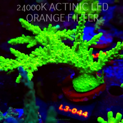 Acropora AUSTERA BANANA (04.01.2026) L3-044  15cm