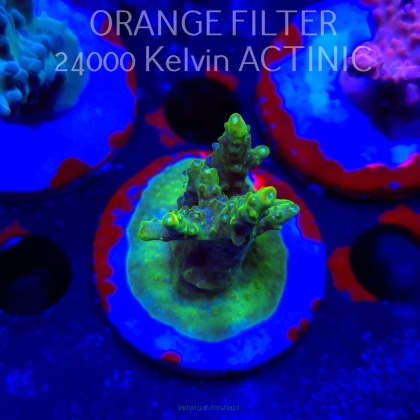 Acropora RR RAINBOW LOOM (19.05.2025) L3-II-4  5cm