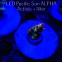 Acropora LORIPES FIJI GOLD (14.05.2024) L3-II-25  2cm (deepwater)