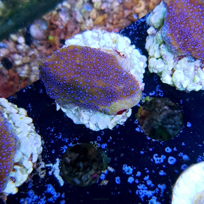 Montipora YELLOW w/ blue polyps