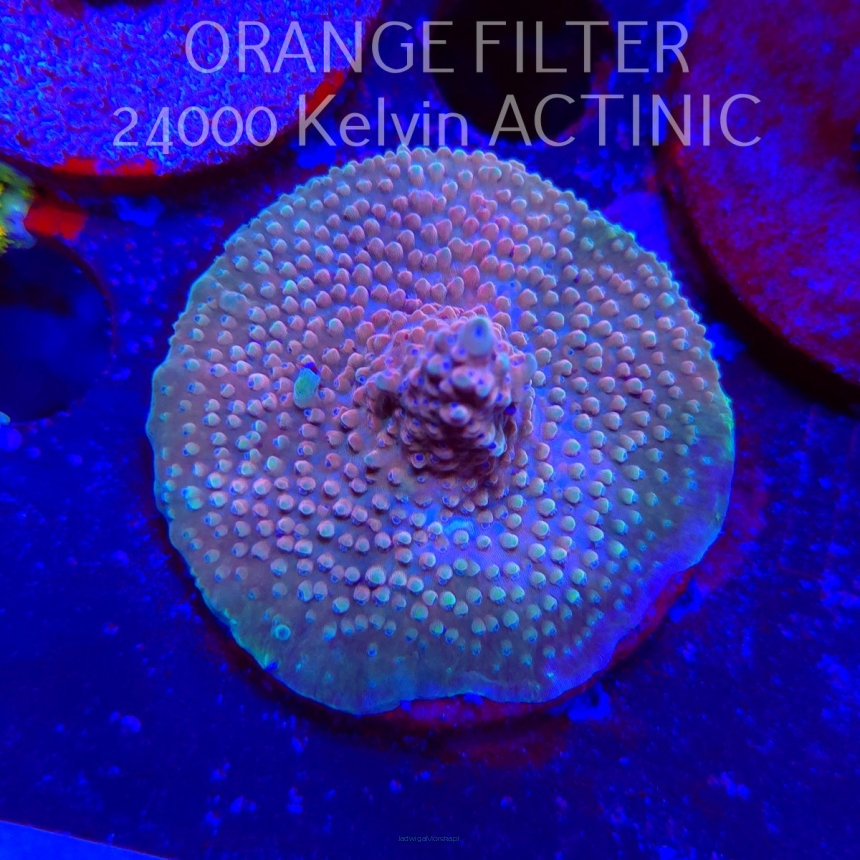 Acropora Jason Fox B33 BOMBER Acro (21.06.2025) L4-I-14  5cm