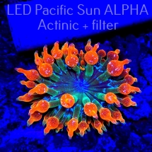 Entacmaea quadricolor RAINBOW SUNBURST (11.10.2022)