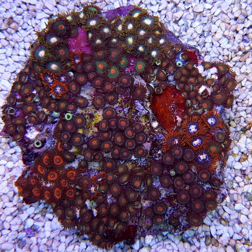 Zoanthus spp. MIX
