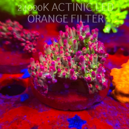 Acropora microclados CHEMICAL ROMANCE (06.11.2025) MM1-III-22  6cm