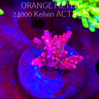 Acropora RED PASSION (09.05.2025) MM1-III-22  2cm