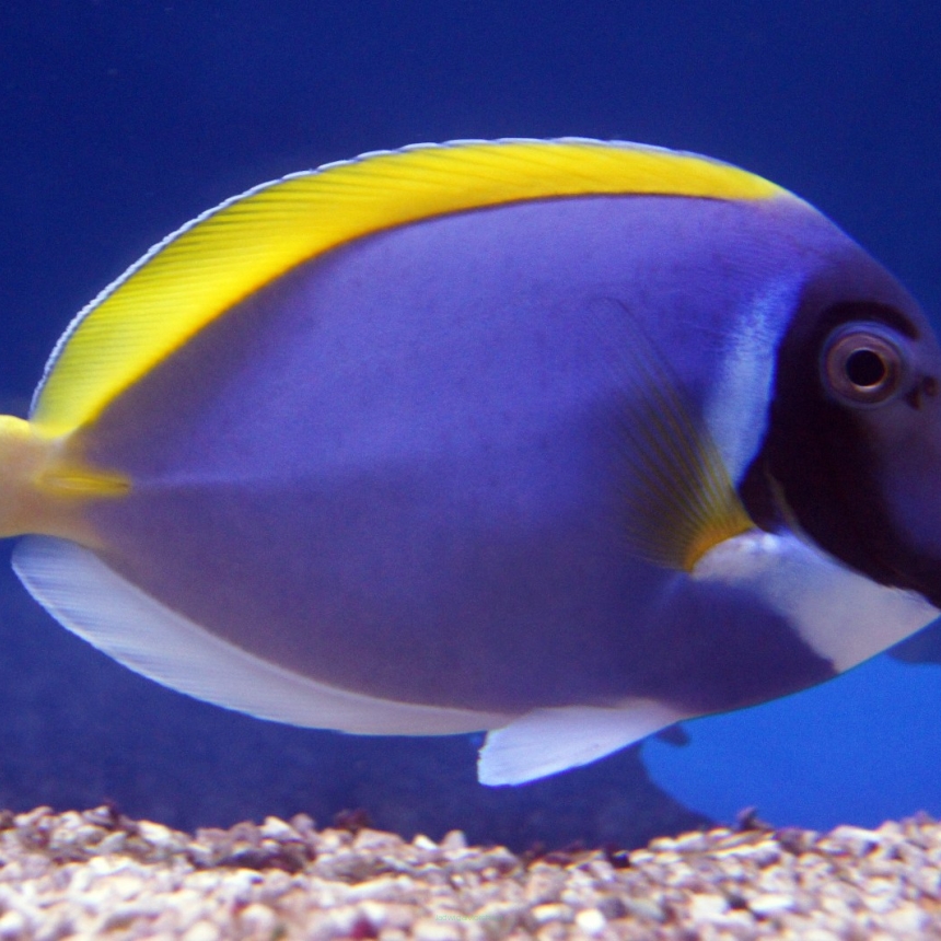 Acanthurus leucosternon (Pokolec Białobrody) rozmiar 13-14 cm