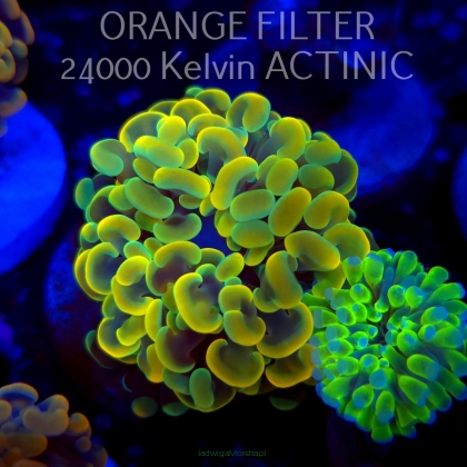 Euphyllia paraancora GOLD HOLOGRAM HAMMER (02.04.2025)