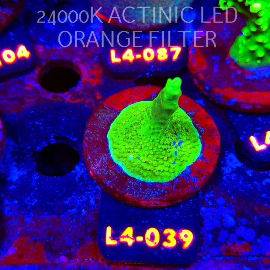 Acropora sp. AUSTRALIA  (07.01.2026) L4-039  5cm
