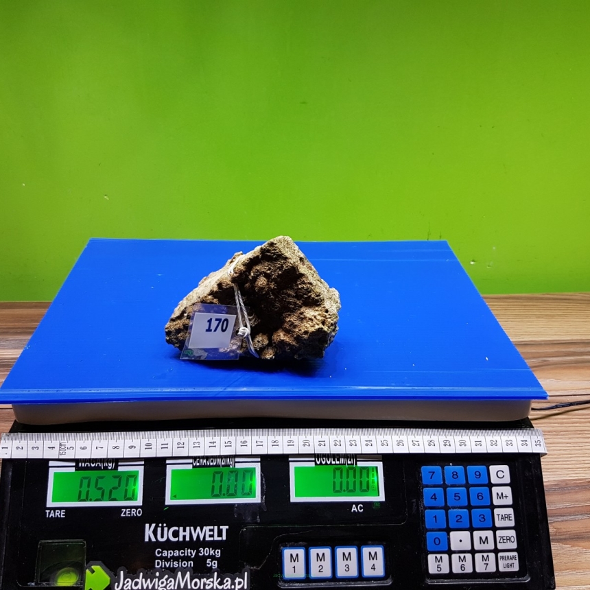 Żywa skała 0.52 kg (65 pln/kg) nr 170