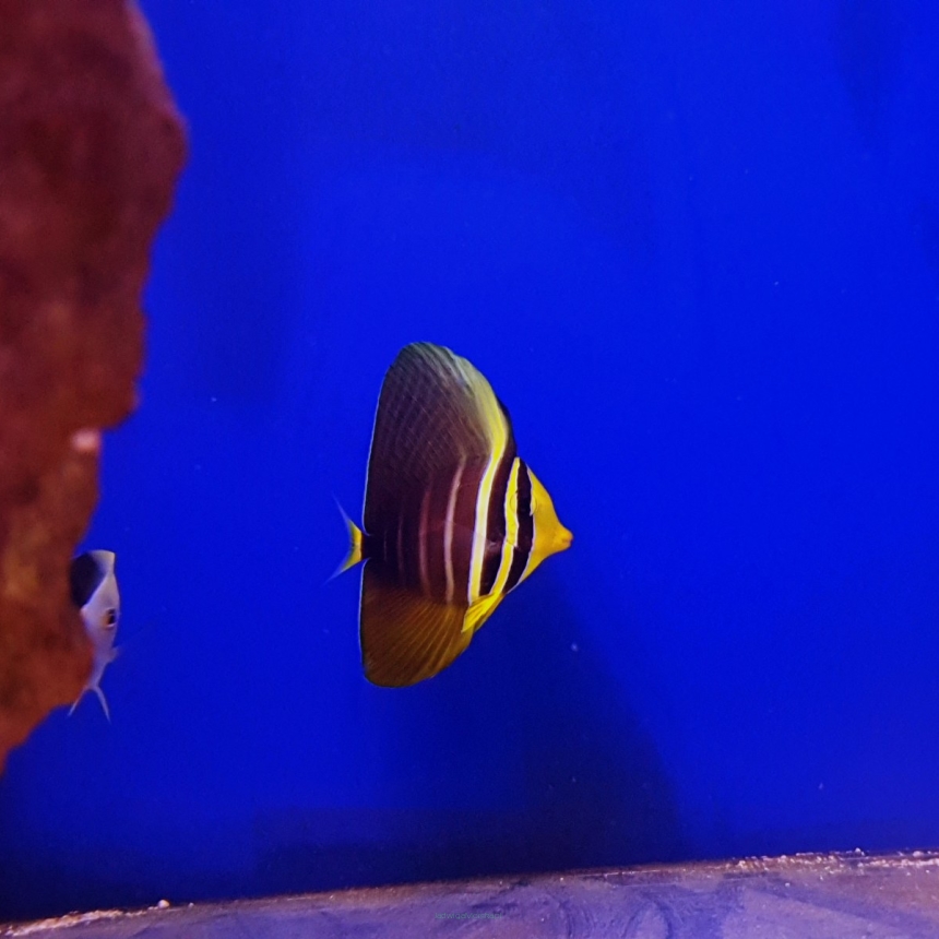 Zebrasoma veliferum 5 cm