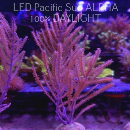 Muriceopsis flavida Purple Sea Plume (14.02.2024)