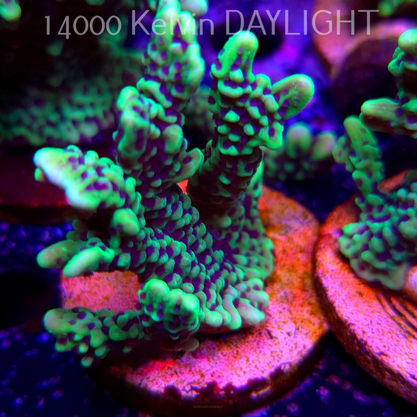Montipora peltiformis (18.05.2025)  8cm