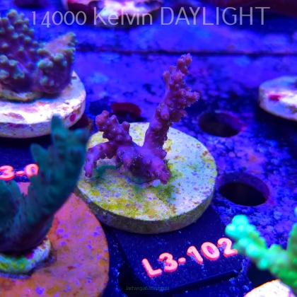 Acropora sp. AUSTRALIA (05.01.2026) L3-102  5cm