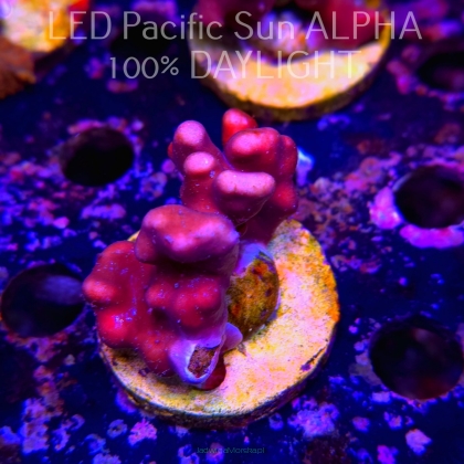 Blue Ridge Coral - Heliopora coerulea - Blue Fire Coral (02.05.2024) 6cm