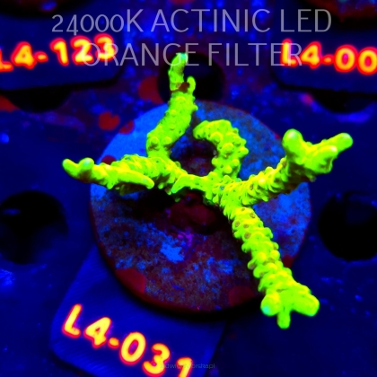 Anacropora WWC SLIMEBALL (07.01.2026) L4-031  6cm