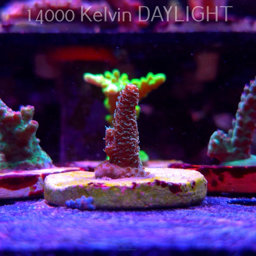 Acropora spathulata (19.06.2025) L3-I-17  4cm