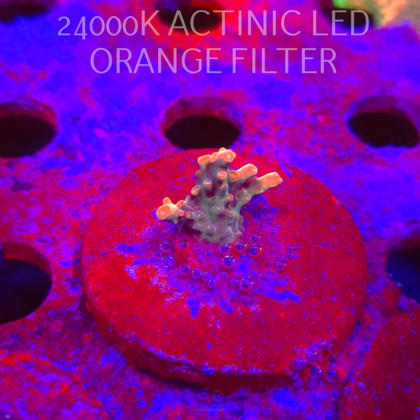 Acropora JMC SPECIAL RED (06.11.2025) MM1-III-30  2cm