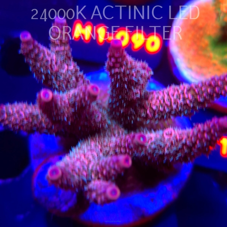 Acropora MILLEPORA PINK FUSION (02.02.2026) H1-126  8cm