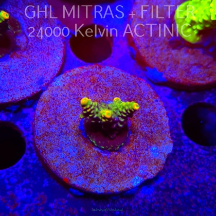 Acropora MILLEPORA SUNSET (20.02.2025) L4-II-27  3cm