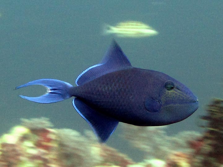 Odonus niger (Rogatnica czerwonozęba) rozmiar 9-10 cm (REEF SAFE)