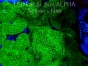 Rhodactis inchoata green (15.11.2022) DROP 1Polyp