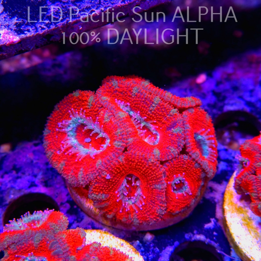 Acanthastrea lordhowensis RED-GREEN + PINK TIPS  (07.03.2024)  6cm