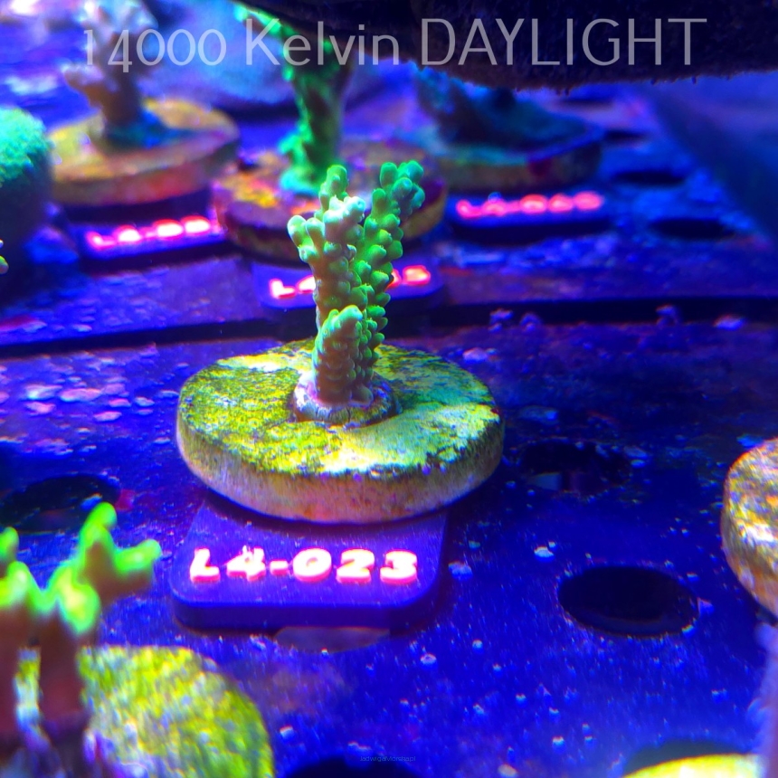 Acropora sp. PREMIUM AUSTRALIA (06.01.2026) L4-023  4cm