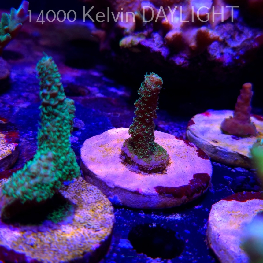 Acropora MILLEPORA LONG POLYP (21.06.2025) L4-III-25  4cm