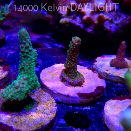 Acropora MILLEPORA LONG POLYP (21.06.2025) L4-III-25  4cm
