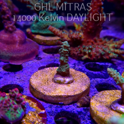 Acropora millepora BLUE (20.02.2025) L4-III-25  3cm