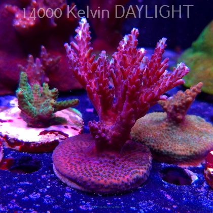 Acropora sp. AUSTRALIA (19.06.2025) L3-III-3  10cm