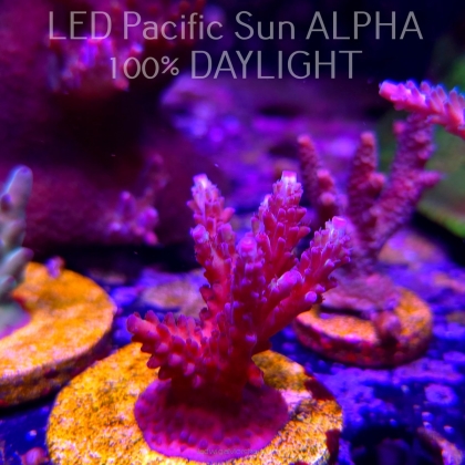Acropora sp. AUSTRALIA (02.02.2025) L3-III-3  5cm