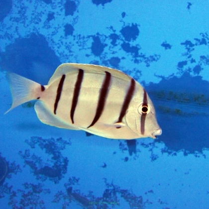 Acanthurus triostegius rozmiar 5-6cm