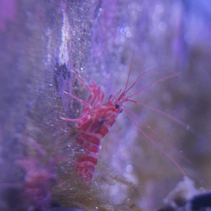 Lysmata seticaudata rozmiar 3 cm (na aiptazję z polskiej hodowli krewetek)