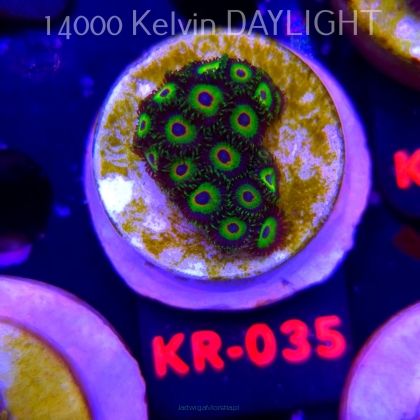 Zoanthus THREE LITTLE BIRDS (03.03.2026) KR-035  16P