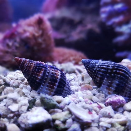 Nassarius dorsatus